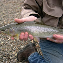 large blue-back trout