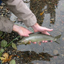 harvest trout with leaves in background 
