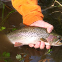 fat blue back trout