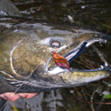 dark buck chinook with fly in mouth