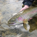 close-up of rainbow trout