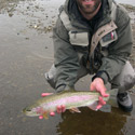 pretty colored rainbow trout