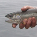 chrome bright sea run cutthroat trout