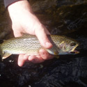 native cutthroat trout