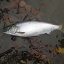 fall chinook salmon