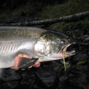 clouser minnow caught silver salmon