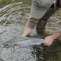 silver salmon release