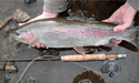22 inch leopard rainbow trout