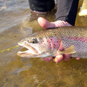 24 inch rainbow trout
