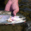 rainbow trout on egg pattern