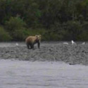 grizzly bear walking on gravel bar