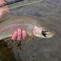 rainbow trout with sculpin pattern