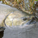 close up of bronze chinook salmon