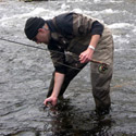 leaning over and placing a cutthroat back in the stream