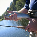 close-up of nice sized blueback trout
