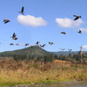 flock of canada geese fly over stream