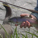chunky rainbow trout