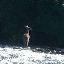 deer standing in clackamas river