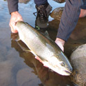 summer steelhead with river and rocks