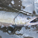 close up of sandy river fall chinook