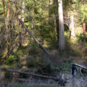 large cedar trees